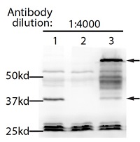 HDT3 | Histone deacetylase HDT3 in the group Antibodies Plant/Algal  / DNA/RNA/Cell Cycle / Nuclear signaling at Agrisera AB (Antibodies for research) (AS16 3968)